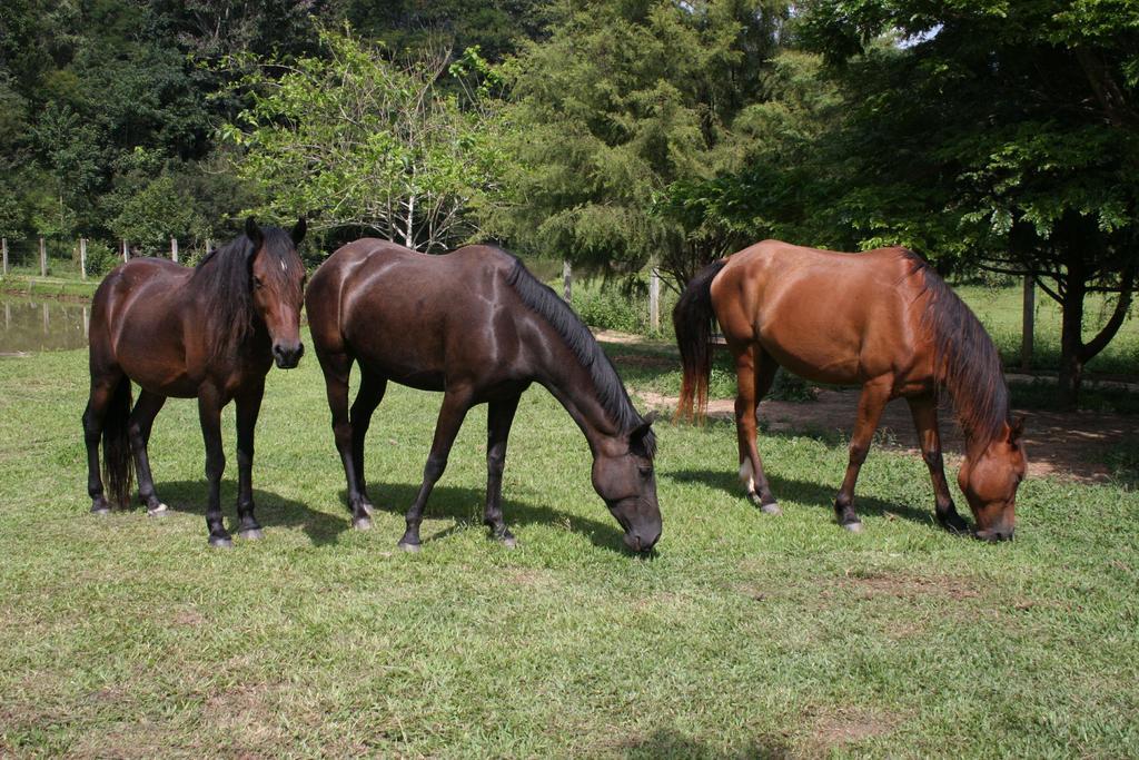 Pousada Ribeirao Do Ouro Itamonte Exterior foto